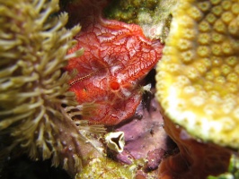 3 Red Encrusting Sponge and Brittle Sea Star IMG 3872